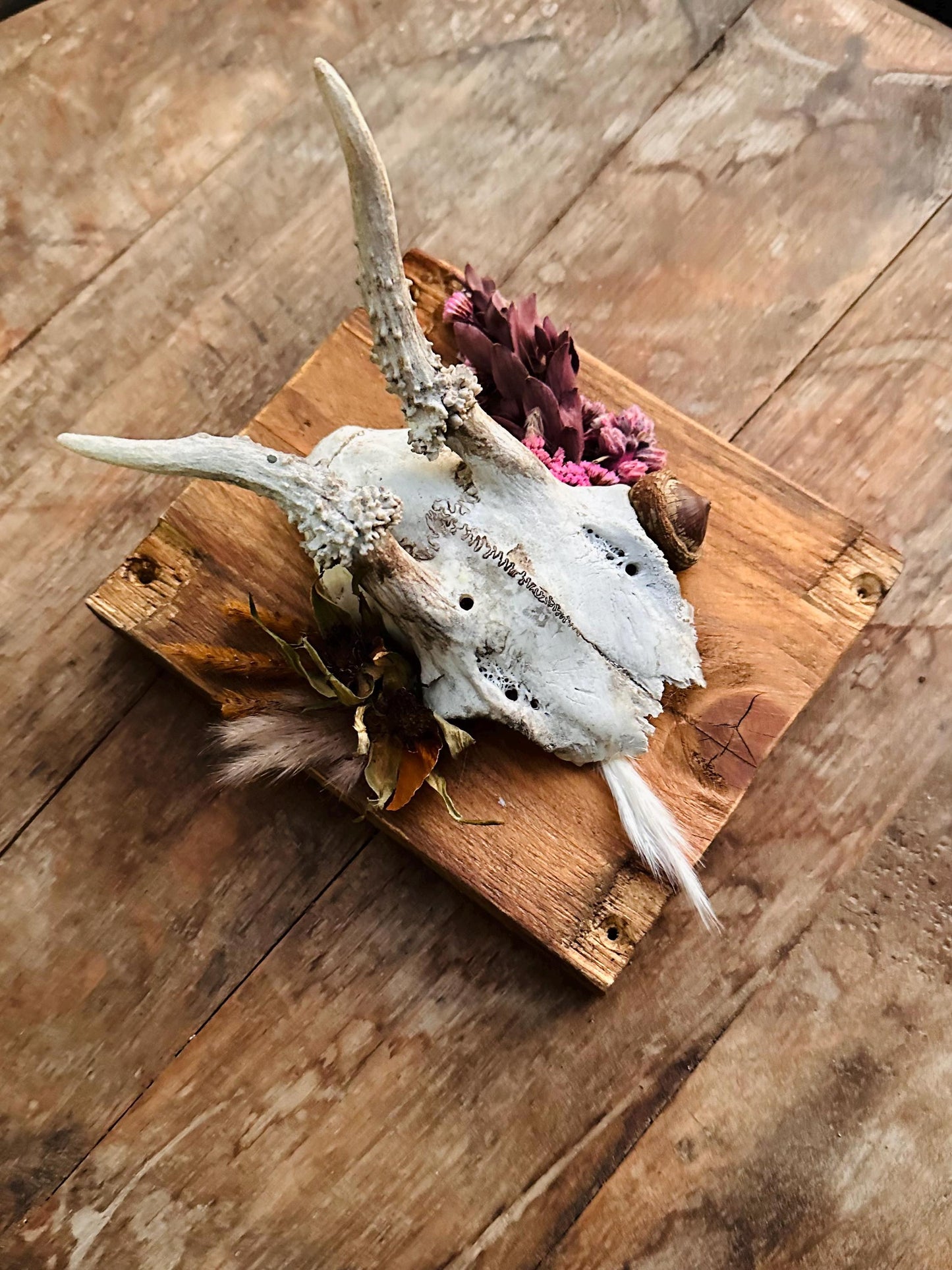 Mounted Buck Roe Deer Skull with Dried Flowers