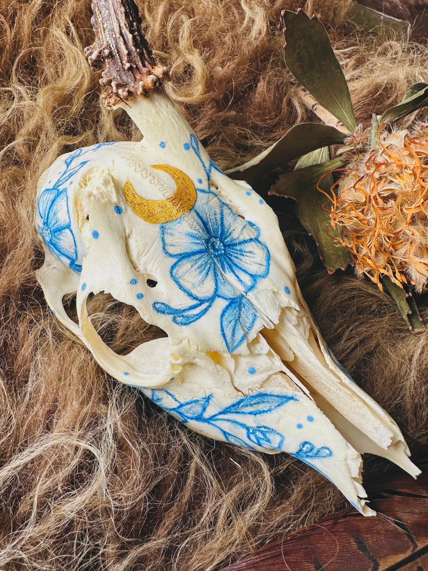 Painted Buck Roe Deer Skull