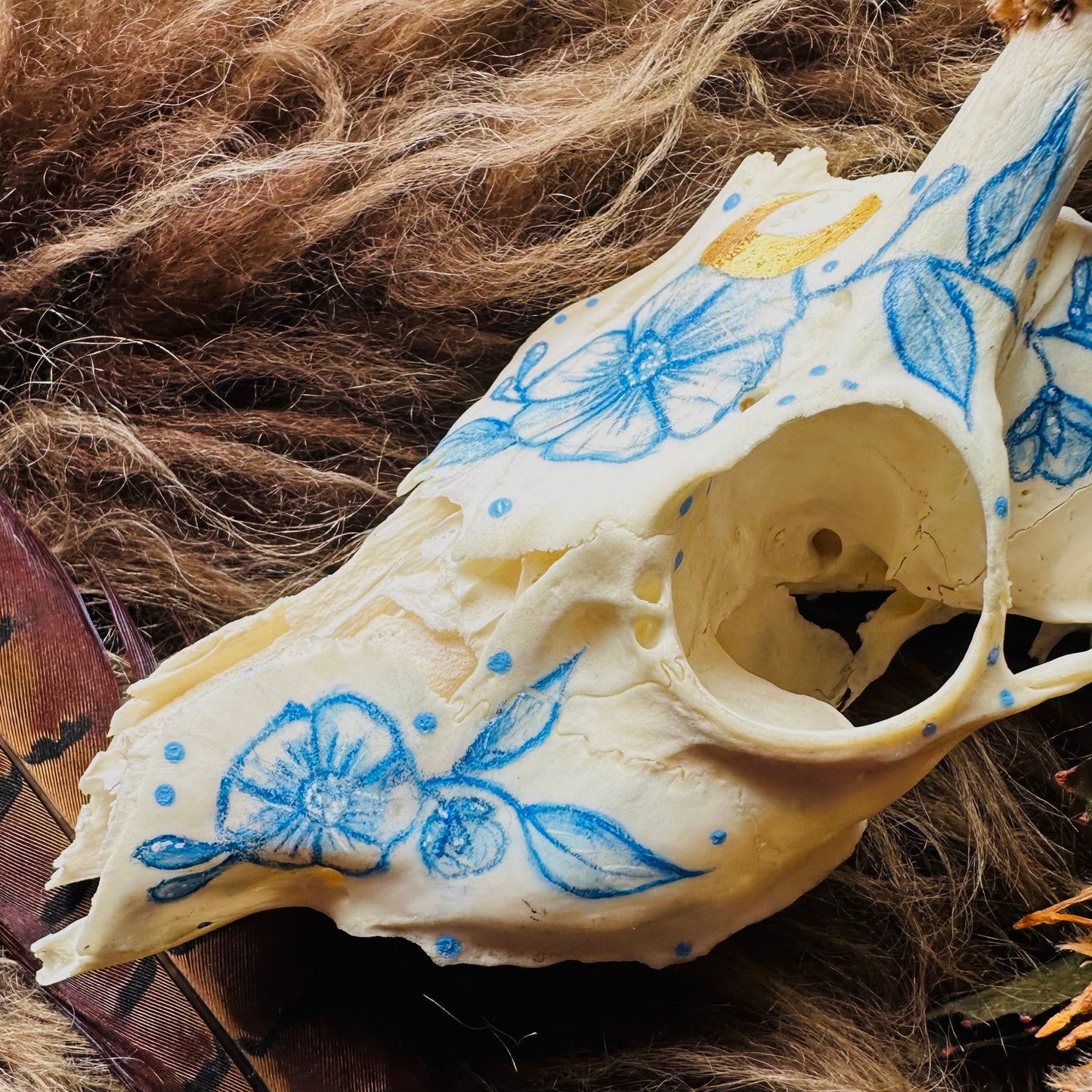Painted Buck Roe Deer Skull