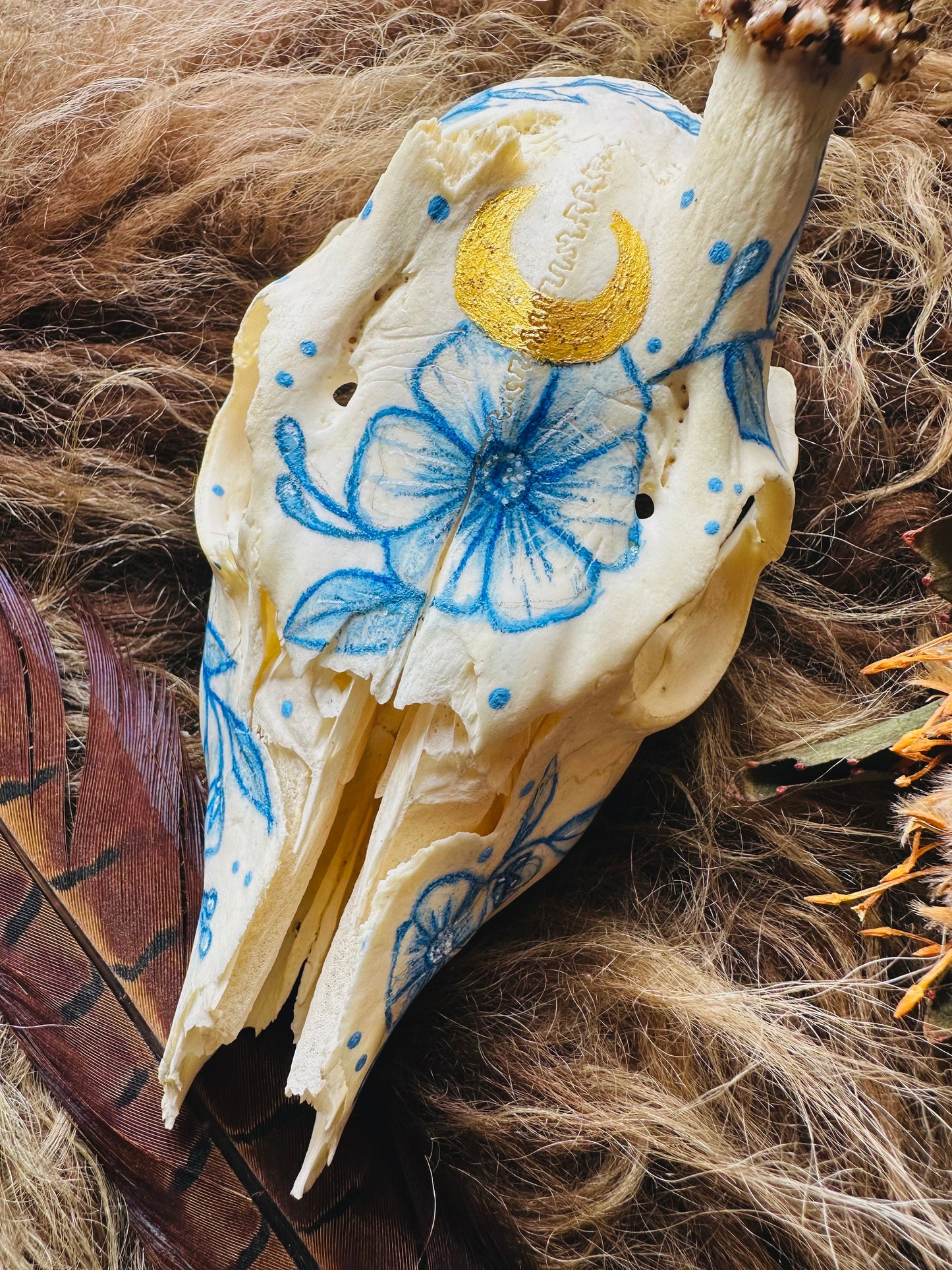 Painted Buck Roe Deer Skull