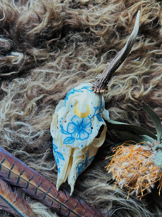 Painted Buck Roe Deer Skull