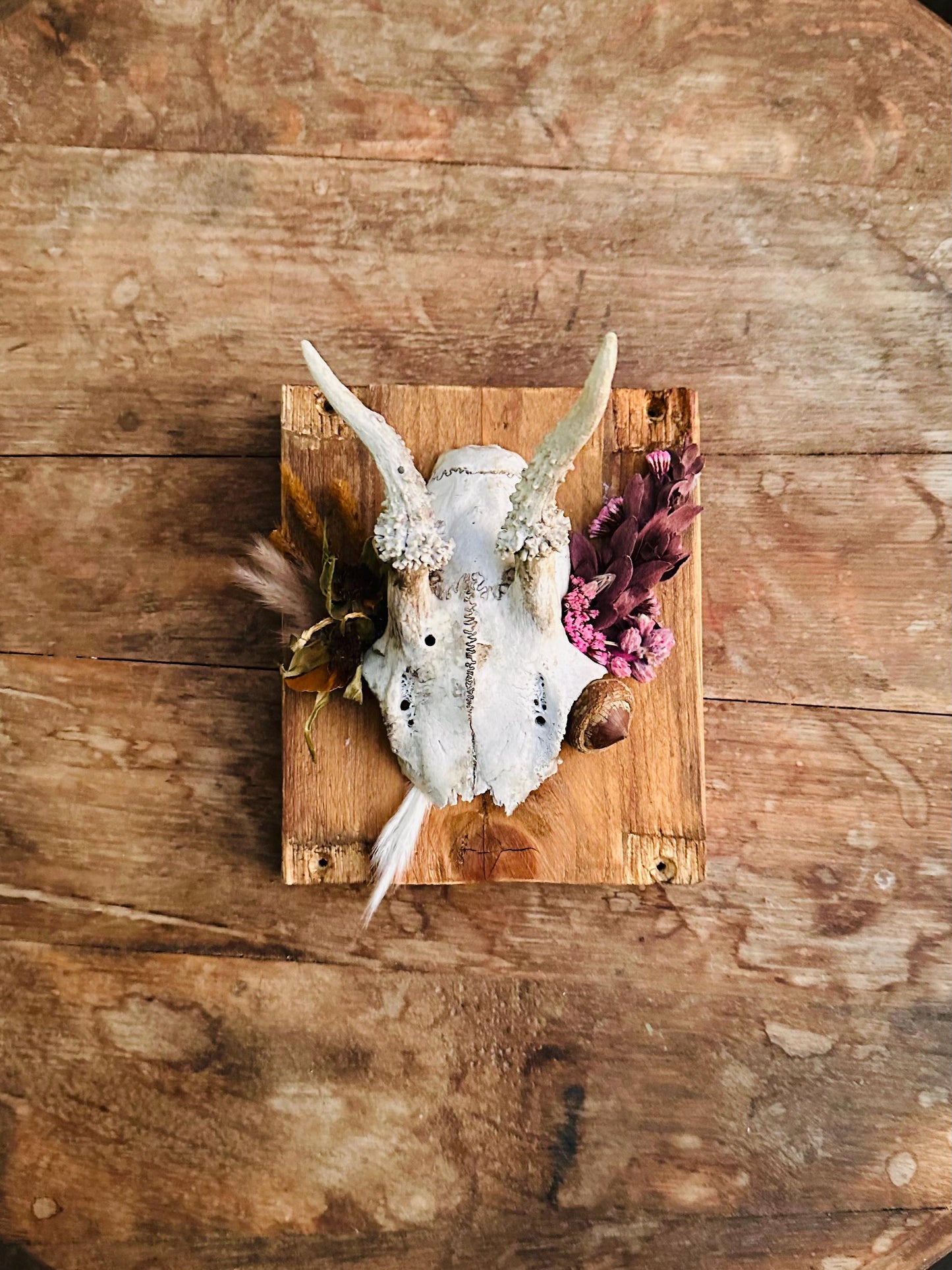 Mounted Buck Roe Deer Skull with Dried Flowers