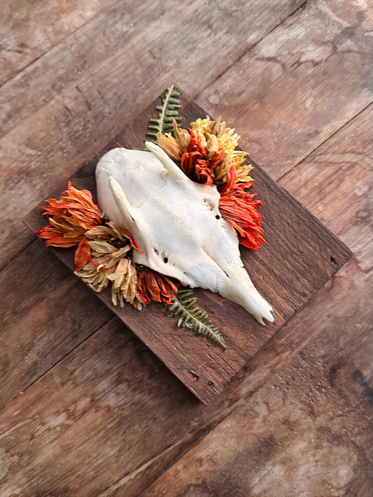 Mounted Buck Roe Deer Skull with Dried Flowers