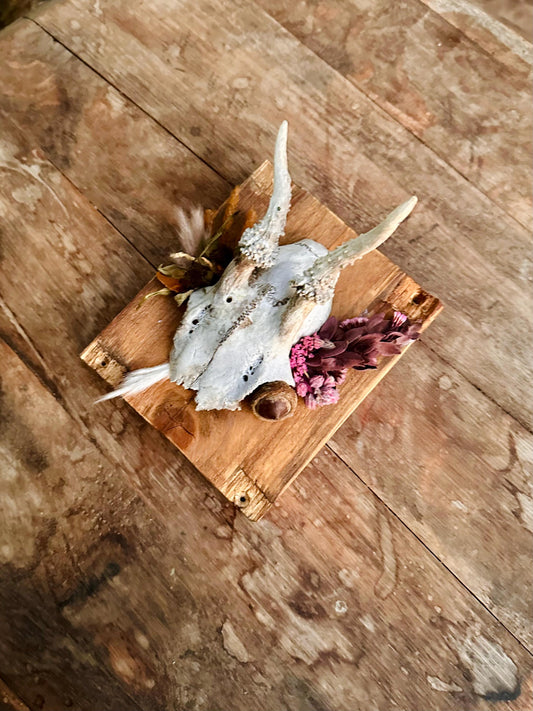 Mounted Buck Roe Deer Skull with Dried Flowers
