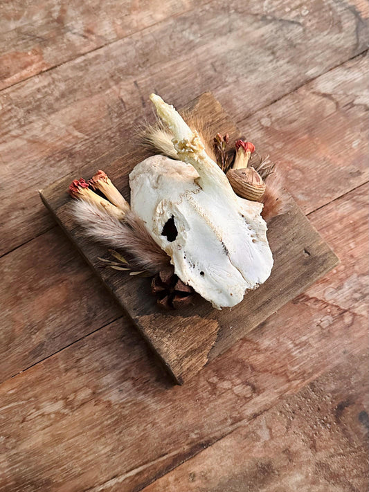 Mounted Buck Roe Deer Skull with Dried Flowers