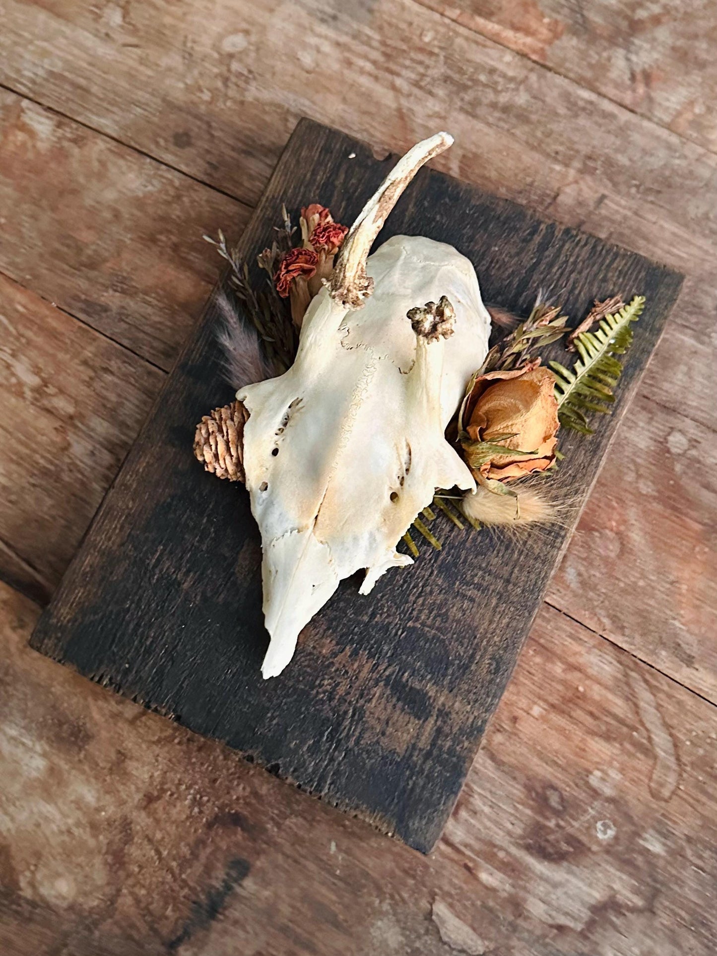 Mounted Buck Roe Deer Skull with Dried Flowers