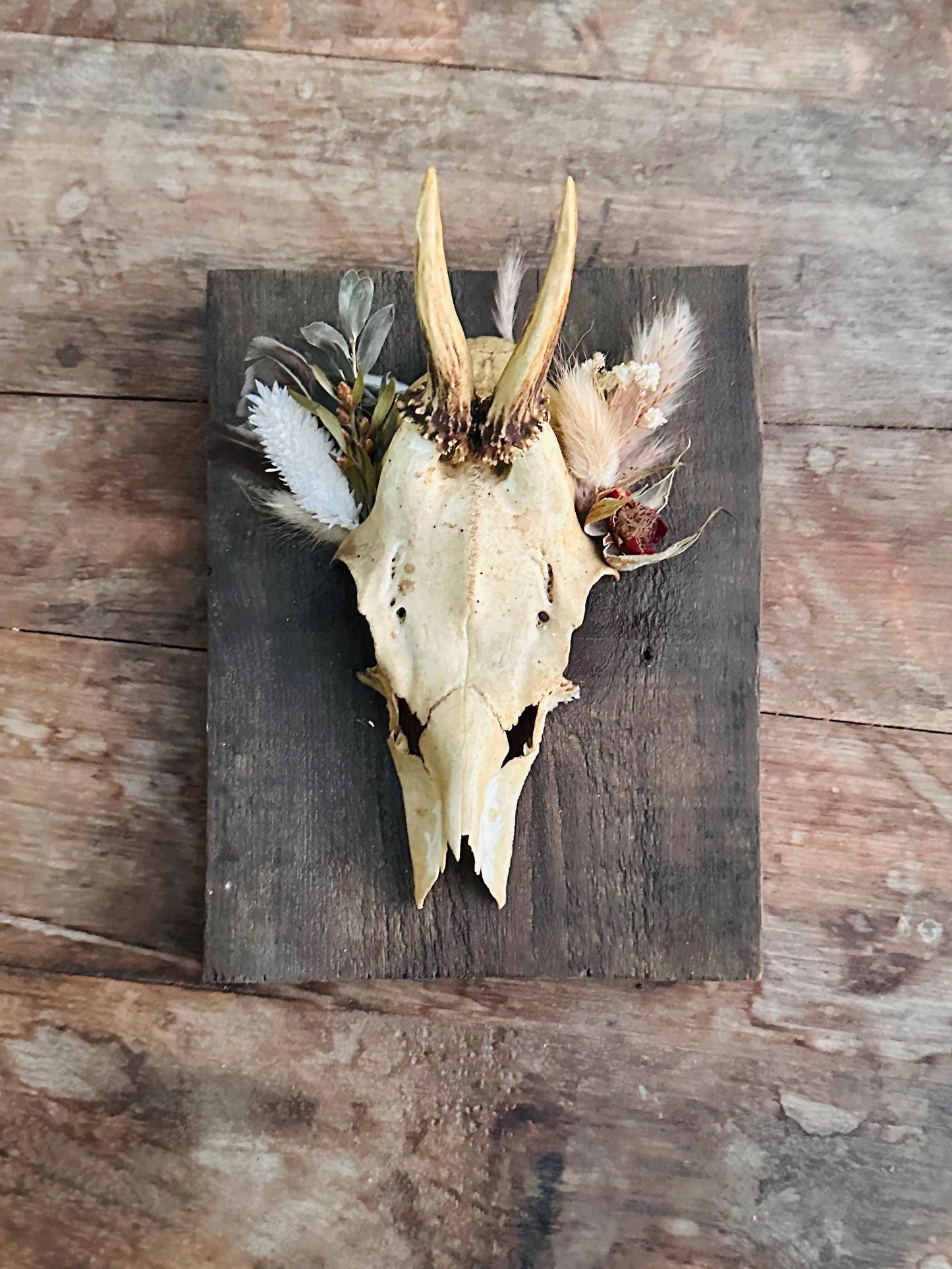 Mounted Buck Roe Deer Skull with Dried Flowers