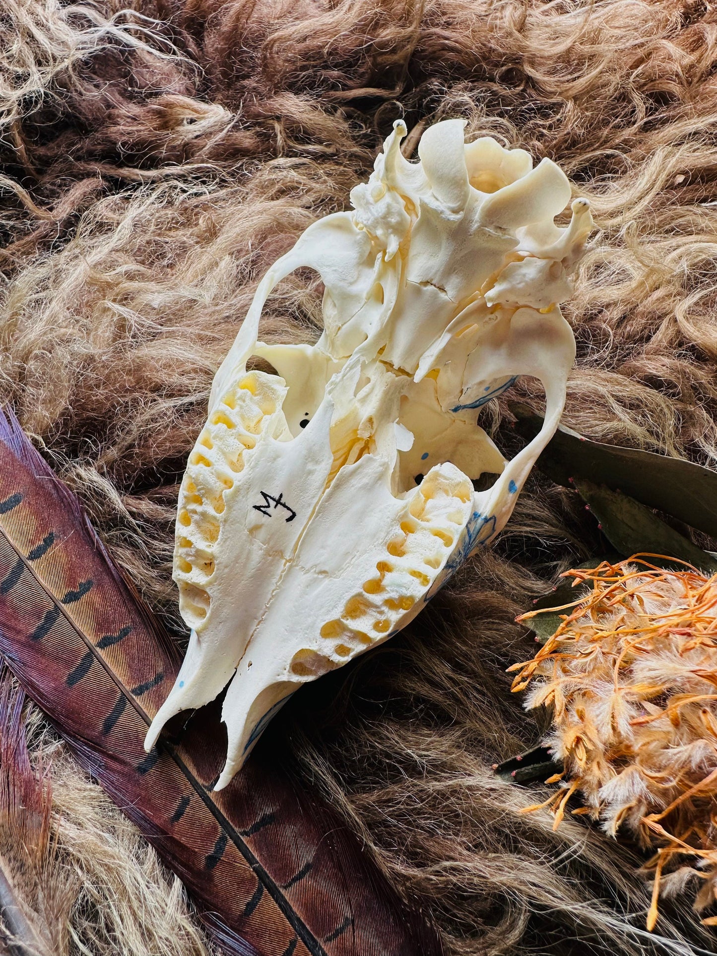 Painted Buck Roe Deer Skull