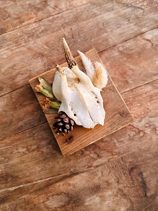 Mounted Buck Roe Deer Skull with Dried Flowers