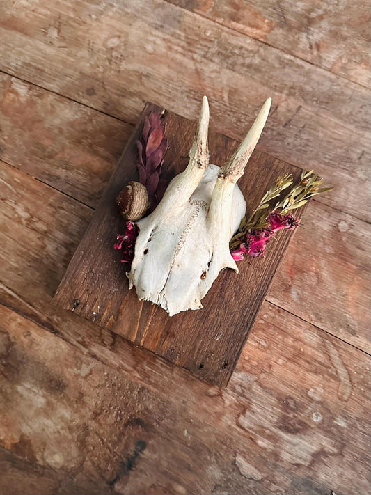 Mounted Buck Roe Deer Skull with Dried Flowers