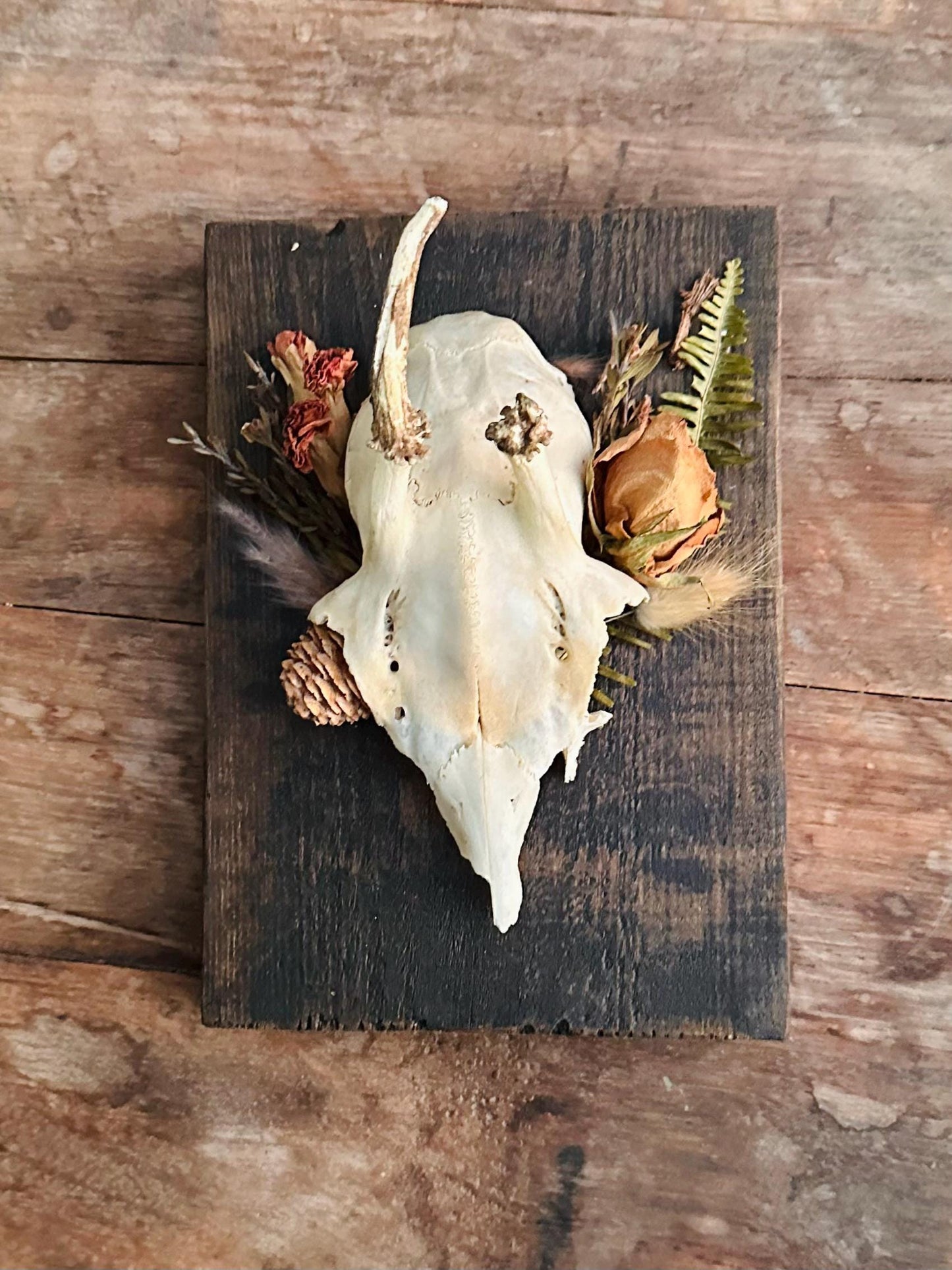 Mounted Buck Roe Deer Skull with Dried Flowers