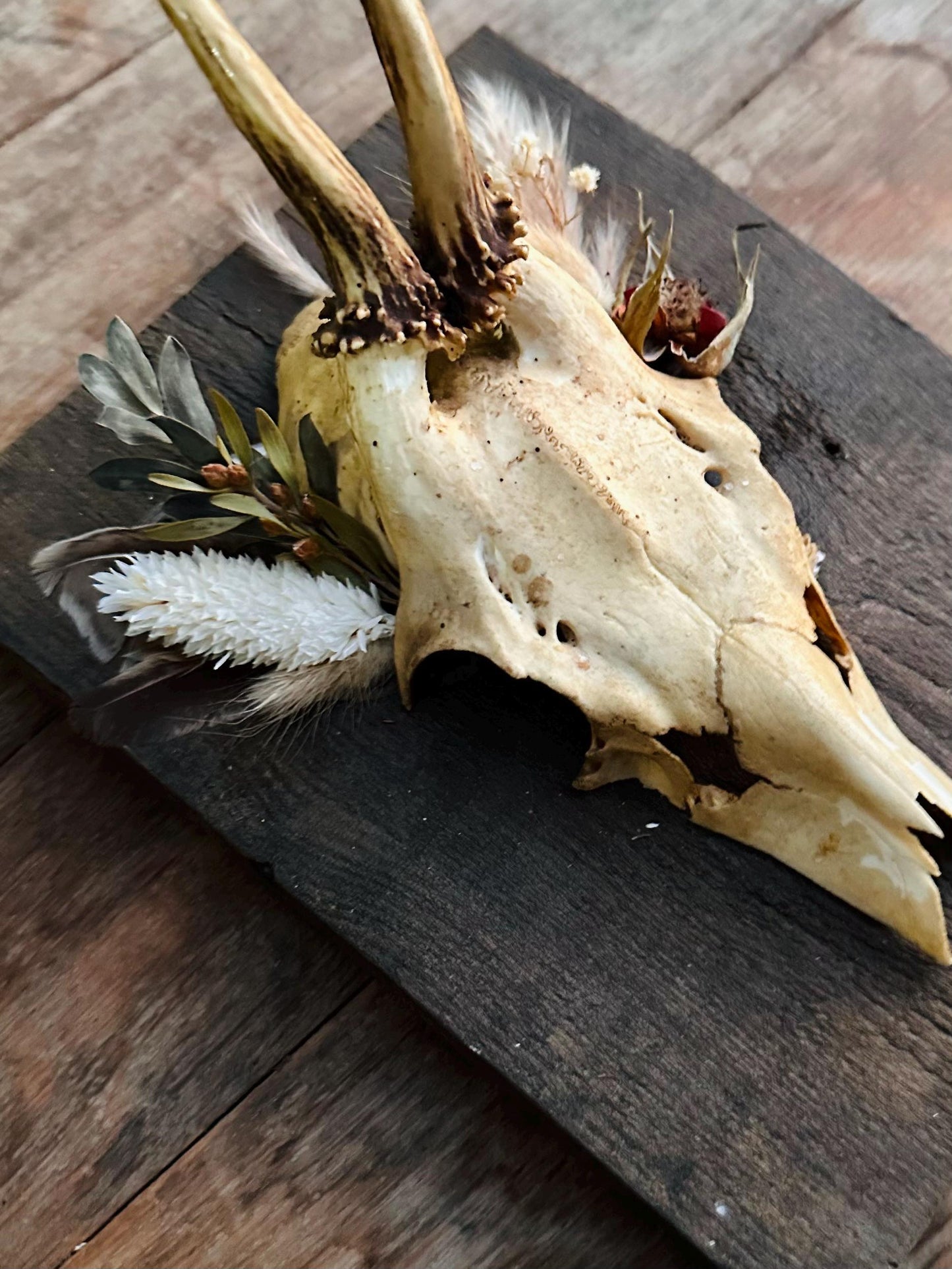 Mounted Buck Roe Deer Skull with Dried Flowers