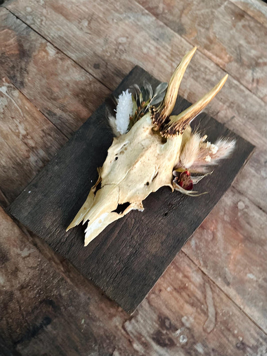 Mounted Buck Roe Deer Skull with Dried Flowers