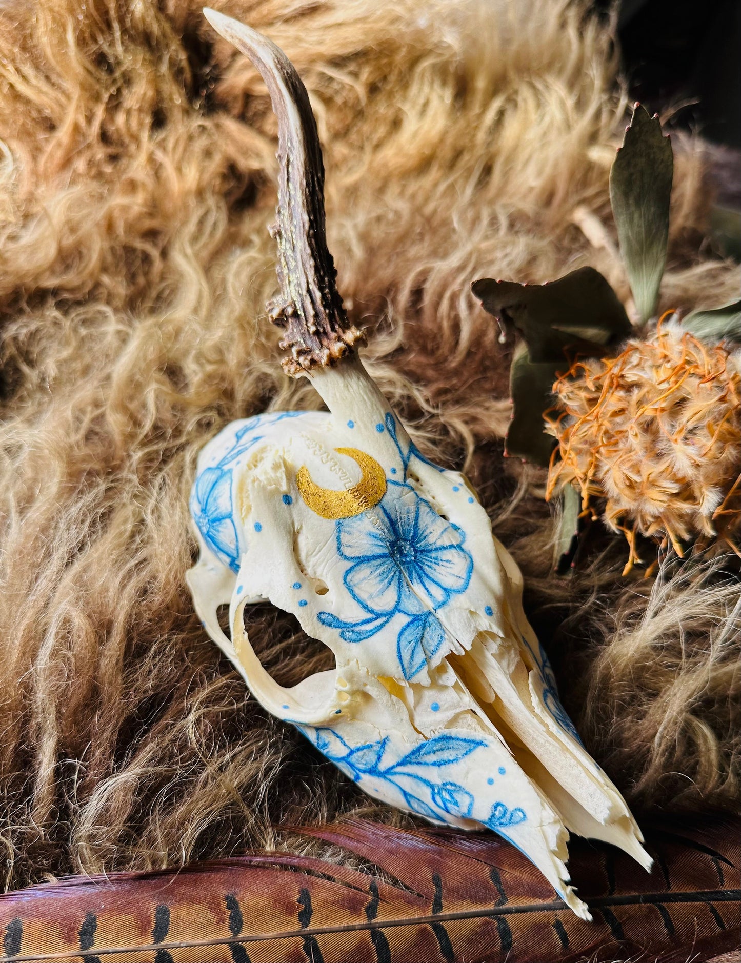 Painted Buck Roe Deer Skull