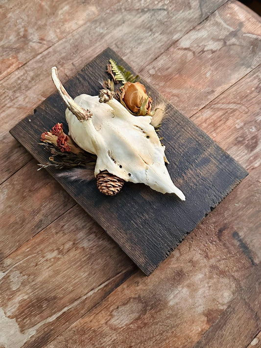 Mounted Buck Roe Deer Skull with Dried Flowers
