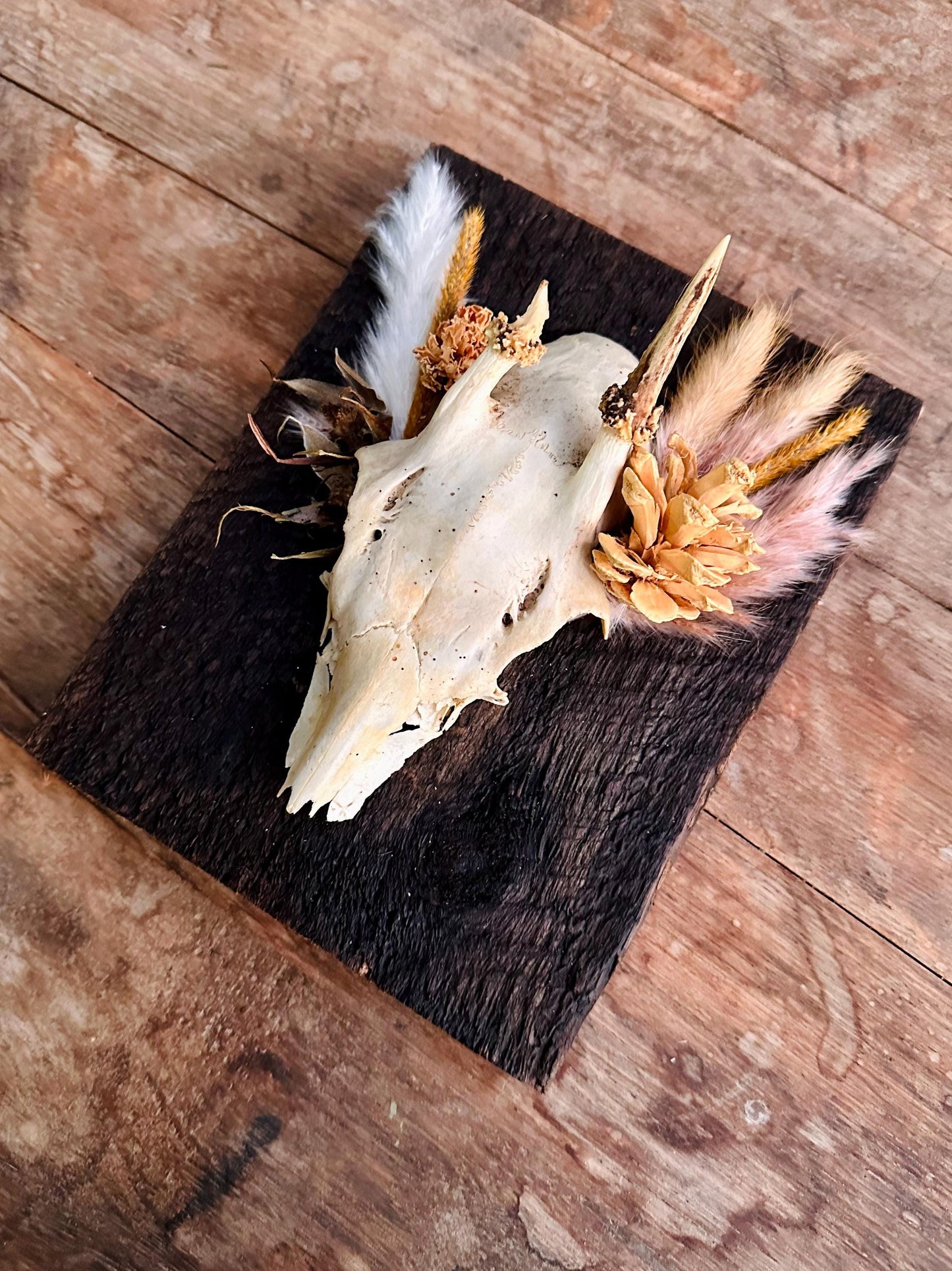 Mounted Buck Roe Deer Skull with Dried Flowers