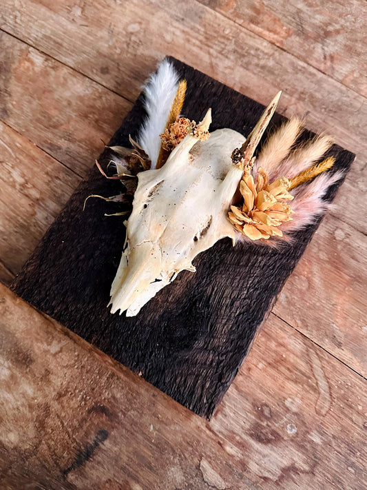 Mounted Buck Roe Deer Skull with Dried Flowers