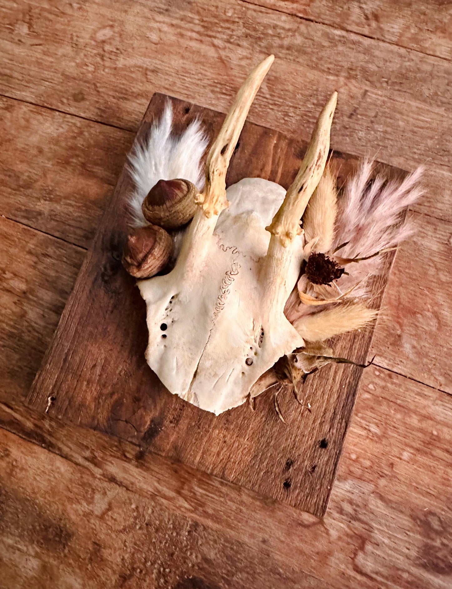 Mounted Buck Roe Deer Skull with Dried Flowers
