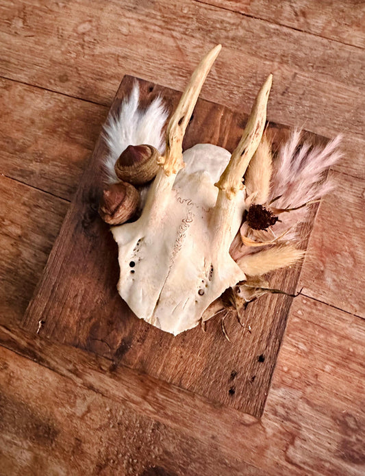 Mounted Buck Roe Deer Skull with Dried Flowers