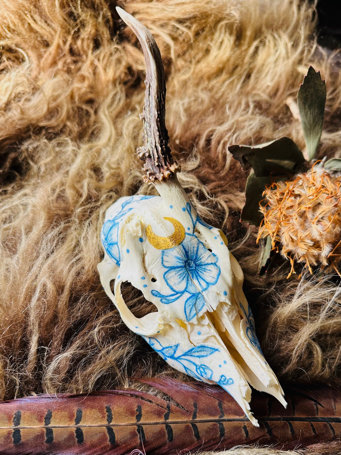 Painted Buck Roe Deer Skull