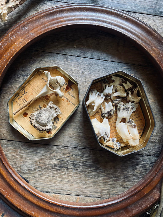 Vintage Bone Curio Tin