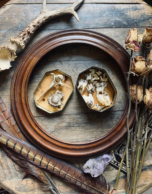 Vintage Bone Curio Tin