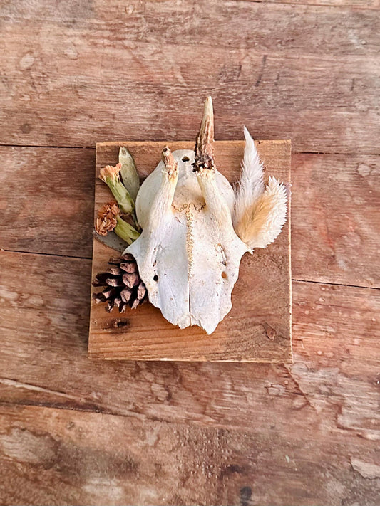 Mounted Buck Roe Deer Skull with Dried Flowers
