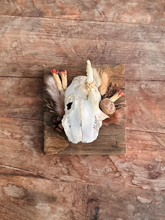 Mounted Buck Roe Deer Skull with Dried Flowers