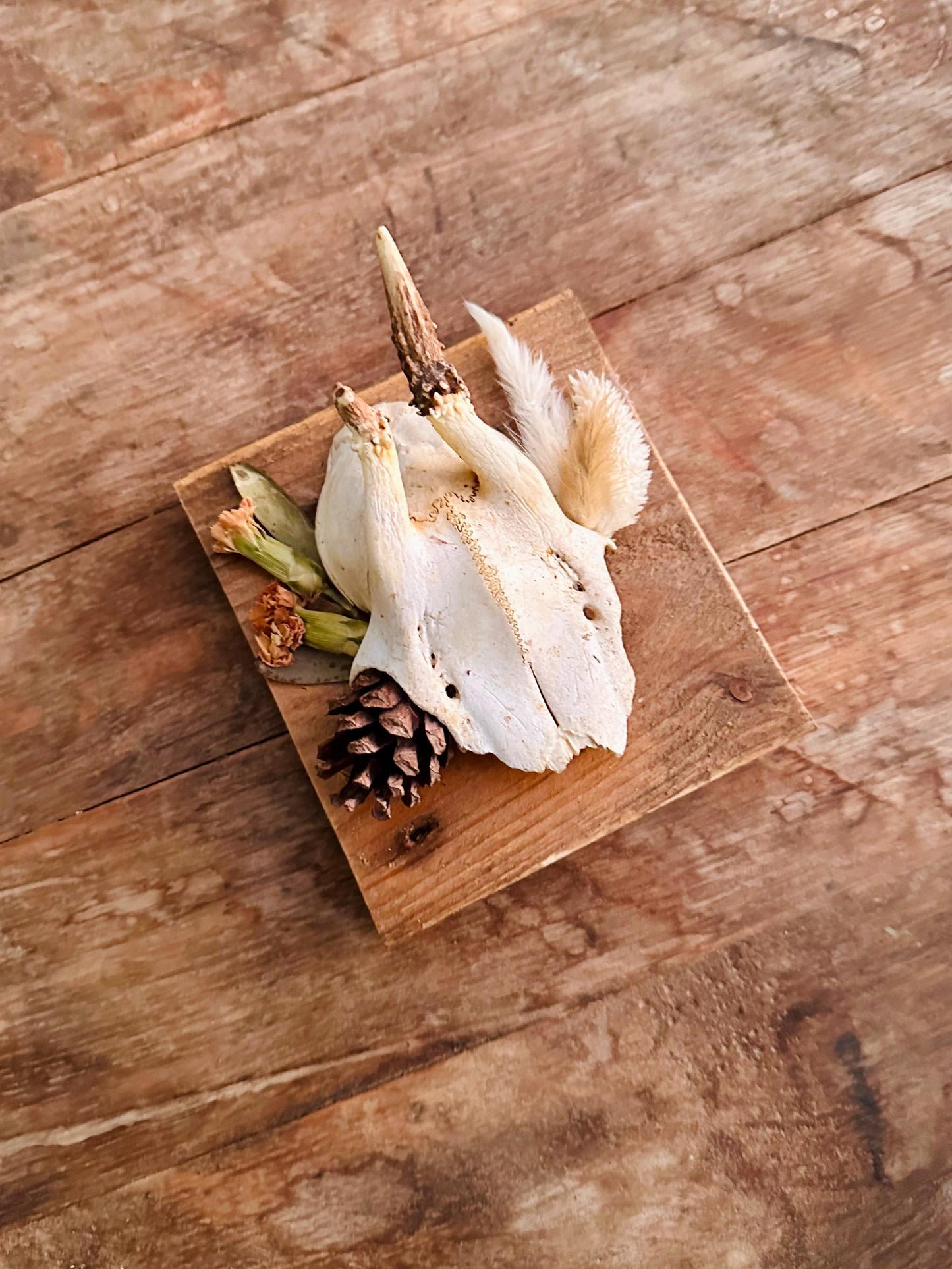 Mounted Buck Roe Deer Skull with Dried Flowers