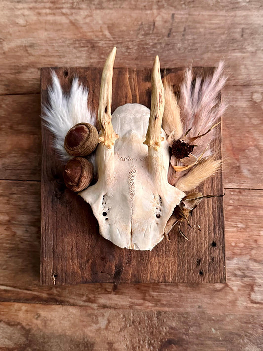 Mounted Buck Roe Deer Skull with Dried Flowers