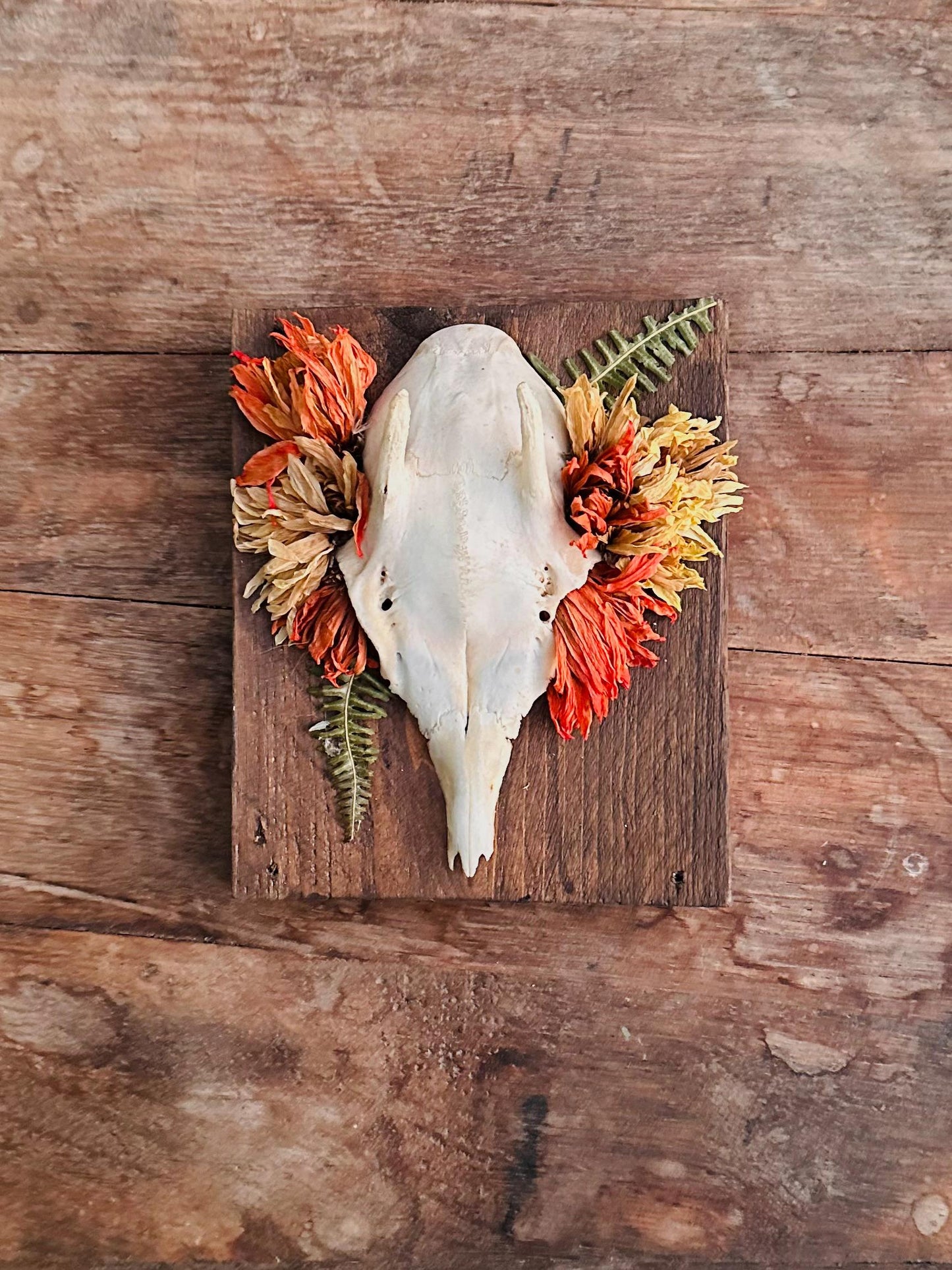 Mounted Buck Roe Deer Skull with Dried Flowers
