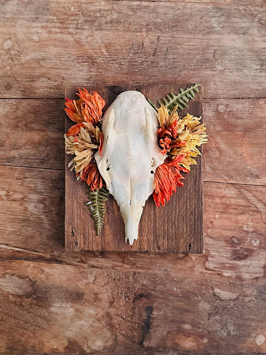 Mounted Buck Roe Deer Skull with Dried Flowers