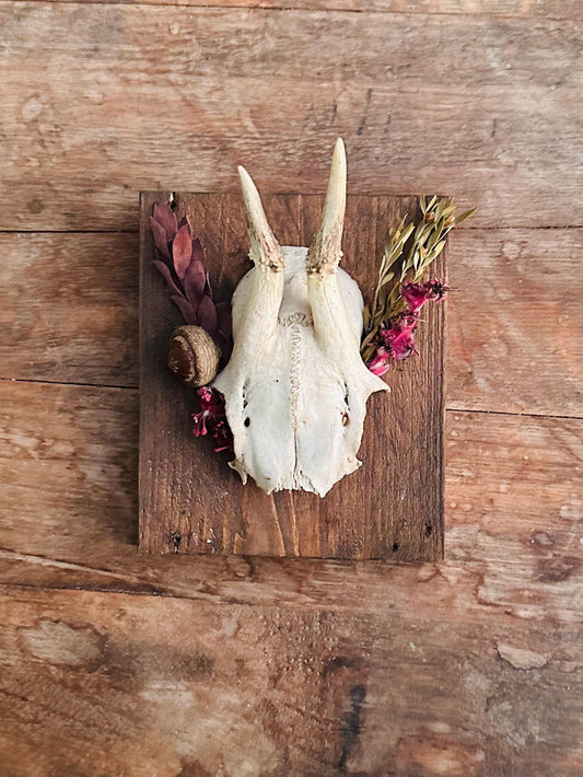 Mounted Buck Roe Deer Skull with Dried Flowers