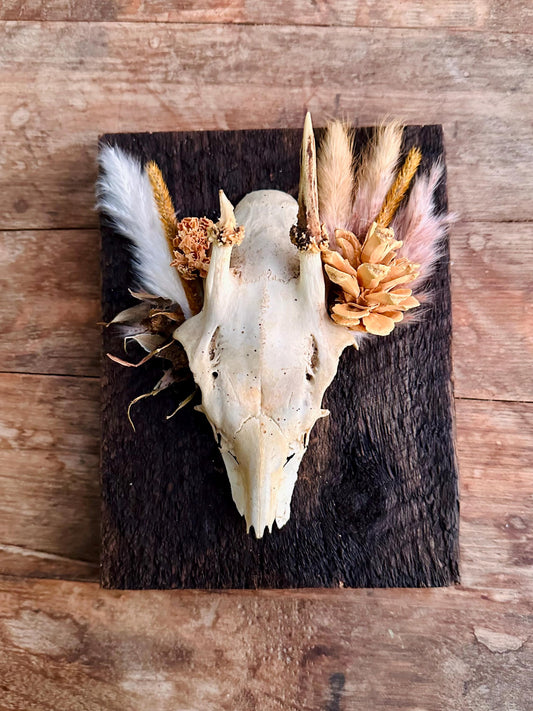 Mounted Buck Roe Deer Skull with Dried Flowers
